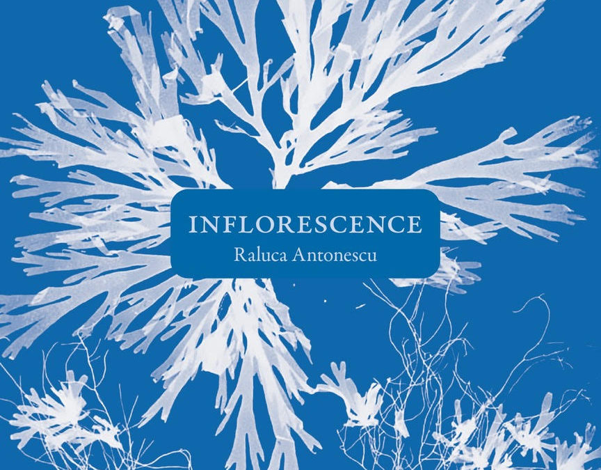 INFLORESCENCE, Raluca Antonescu
